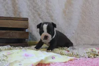Gladis, a female Boston Terrier for sale in Arbela, MO – 6 of 8