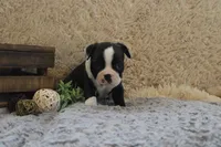 HOLLIS, a male Boston Terrier for sale in Arbela, MO – 5 of 8