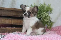Bindi, a female Chihuahua for sale in Arbela, MO – 9 of 10