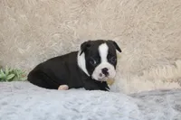 HOLLIS, a male Boston Terrier for sale in Arbela, MO – 2 of 8