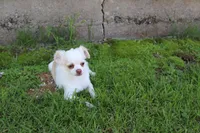 *AKC* LC  Creamy, a male Chihuahua for sale in Arbela, MO – 9 of 9