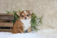 Franklin, a male Chihuahua for sale in Arbela, MO – 4 of 8