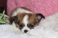 Bella, a female Chihuahua for sale in Arbela, MO – 6 of 8
