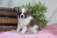 Bindi, a female Chihuahua for sale in Arbela, MO – 4 of 10