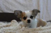 Bailey, a male Chihuahua for sale in Arbela, MO – 6 of 8