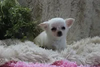 Cammie, a female Chihuahua for sale in Arbela, MO – 2 of 7