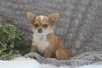 Franklin, a male Chihuahua for sale in Arbela, MO – 9 of 9