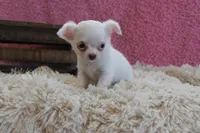Effie, a female Chihuahua for sale in Arbela, MO – 7 of 9