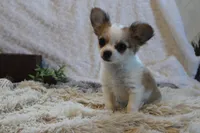 Bailey, a male Chihuahua for sale in Arbela, MO – 3 of 8
