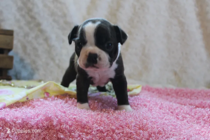Gladis – Boston Terrier puppy for sale in Arbela, MO