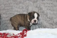 Gusty, a male Boston Terrier for sale in Arbela, MO – 5 of 7