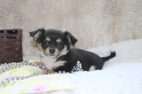 Daffie, a female Chihuahua for sale in Arbela, MO – 8 of 9