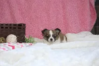 Bella, a female Chihuahua for sale in Arbela, MO – 4 of 8