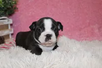 Helen, a female Boston Terrier for sale in Arbela, MO – 9 of 9