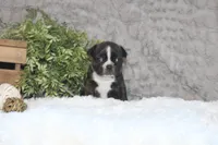 Gaven, a male Boston Terrier for sale in Arbela, MO – 5 of 8