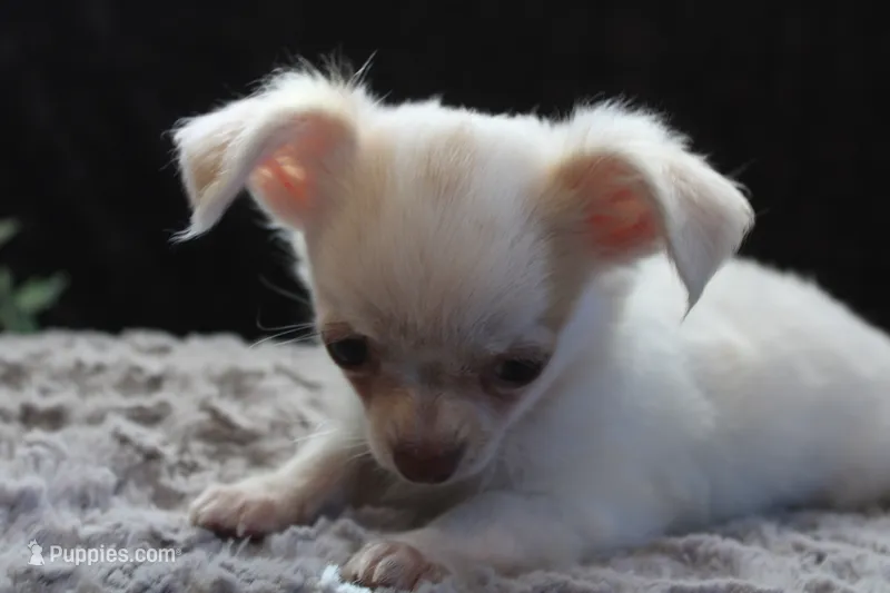 Evie – Chihuahua puppy for sale in Arbela, MO