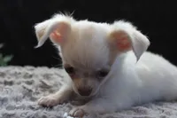 Evie, a male Chihuahua for sale in Arbela, MO – 1 of 9