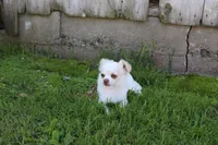 *AKC* LC  Creamy, a male Chihuahua for sale in Arbela, MO – 7 of 9