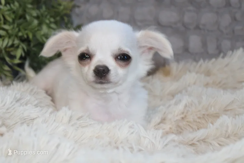 Alex – Chihuahua puppy for sale in Arbela, MO