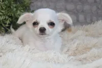 Alex, a male Chihuahua for sale in Arbela, MO – 1 of 7