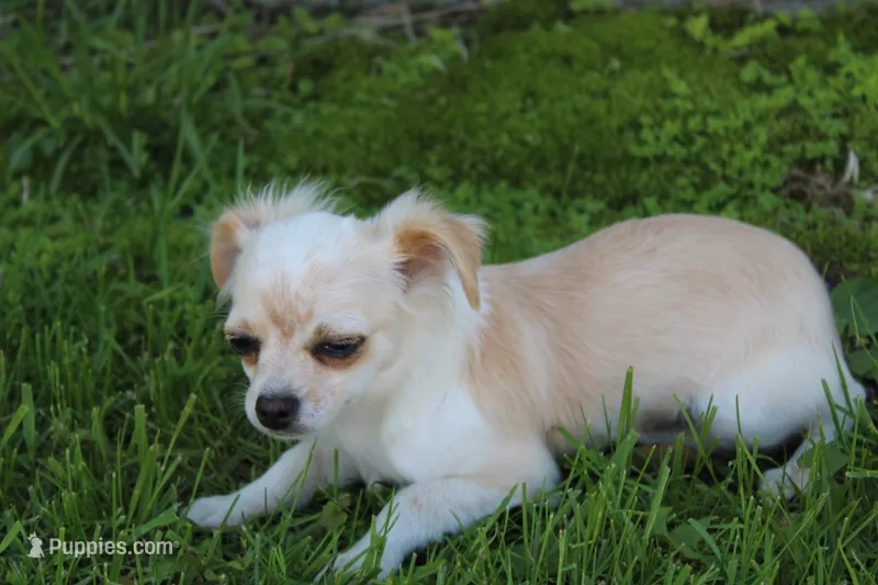 *AKC* LC Freddy – Chihuahua puppy for sale in Arbela, MO