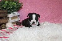 Helen, a female Boston Terrier for sale in Arbela, MO – 8 of 9