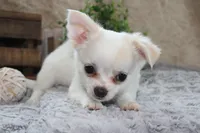 Denver, a male Chihuahua for sale in Arbela, MO – 1 of 7