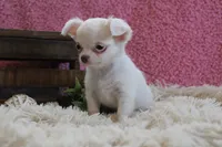 Effie, a female Chihuahua for sale in Arbela, MO – 5 of 9