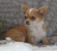 Franklin, a male Chihuahua for sale in Arbela, MO – 5 of 9