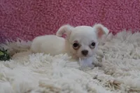 Effie, a female Chihuahua for sale in Arbela, MO – 6 of 9