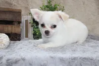 Denver, a male Chihuahua for sale in Arbela, MO – 6 of 7