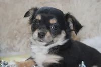 Daffie, a female Chihuahua for sale in Arbela, MO – 9 of 9