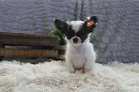Evan, a male Chihuahua for sale in Arbela, MO – 9 of 9