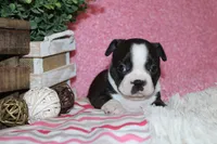 Helen, a female Boston Terrier for sale in Arbela, MO – 3 of 9