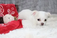 Denver, a male Chihuahua for sale in Arbela, MO – 3 of 8