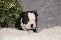 Hudson, a male Boston Terrier for sale in Arbela, MO – 9 of 10
