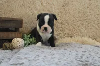 HOLLIS, a male Boston Terrier for sale in Arbela, MO – 3 of 8
