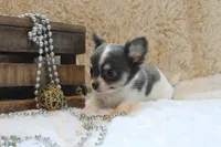 Cedric, a male Chihuahua for sale in Arbela, MO – 4 of 9