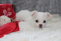 Denver, a male Chihuahua for sale in Arbela, MO – 5 of 8