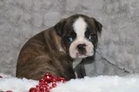 Gusty, a male Boston Terrier for sale in Arbela, MO – 2 of 7