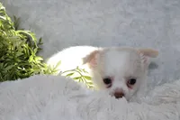 DOVER, a male Chihuahua for sale in Arbela, MO – 2 of 6