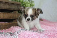 Bindi, a female Chihuahua for sale in Arbela, MO – 10 of 10