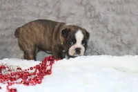 Gusty, a male Boston Terrier for sale in Arbela, MO – 7 of 7