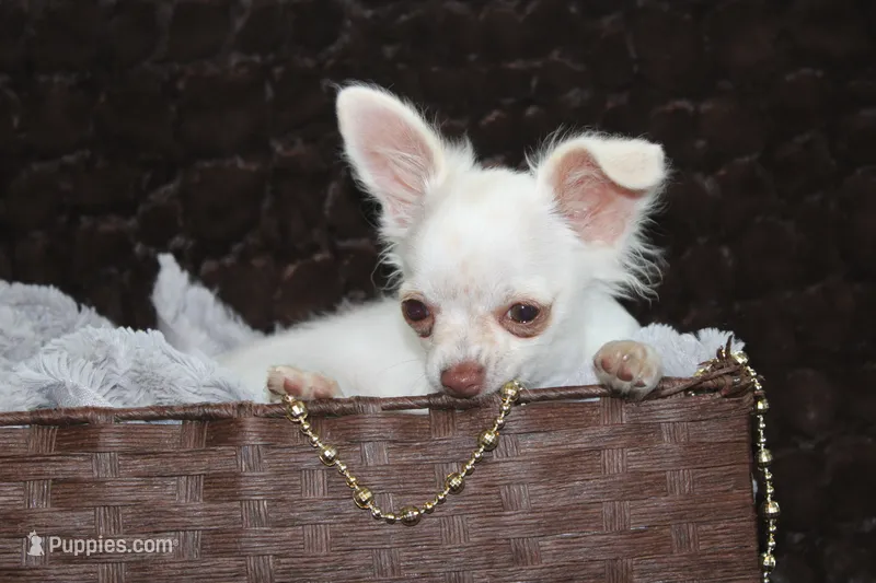 Evie – Chihuahua puppy for sale in Arbela, MO
