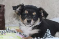Daffie, a female Chihuahua for sale in Arbela, MO – 6 of 9