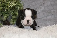 Hudson, a male Boston Terrier for sale in Arbela, MO – 10 of 10