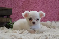 Effie, a female Chihuahua for sale in Arbela, MO – 2 of 9