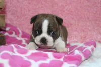 Gala, a female Boston Terrier for sale in Arbela, MO – 1 of 6
