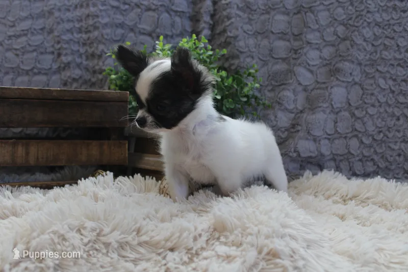 Evan – Chihuahua puppy for sale in Arbela, MO