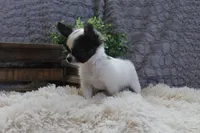 Evan, a male Chihuahua for sale in Arbela, MO – 1 of 9